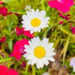 防府カトリック教会