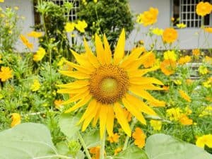 防府カトリック教会