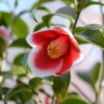 防府カトリック教会